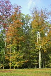 Common Beech Trees Drucke: Beech, beech