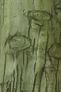 Full Frame Tree Image Drucke: Beech, beech