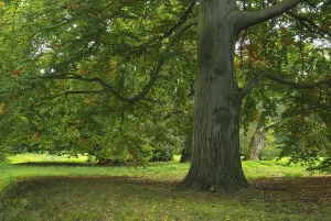Foliage Colouring Drucke: Beech, beech