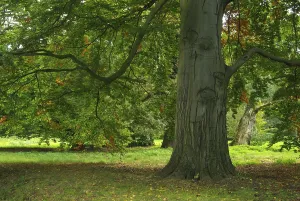 Common Beech Foliage Drucke: Beech, beech