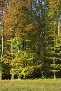 Atmospheric Mood Drucke: Beech, beech