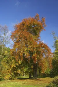 Autumn Leaf Colors Drucke: Beech, beech