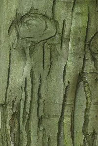 Deciduous Tree Texture Drucke: Beech, beech
