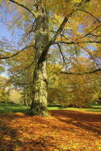 Atmospheric Autumn Scene Drucke: Beech, beech