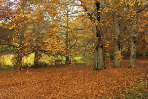 Autumn Foliage Colouring Drucke: Beech, beech
