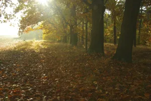 Foliage Colouring Drucke: Beech, beech