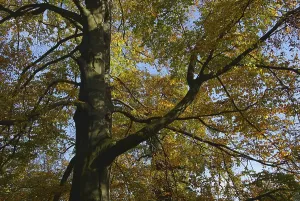 Beech Leaves Drucke: Beech, beech