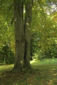 Beech Tree Branches Drucke: Beech, beech