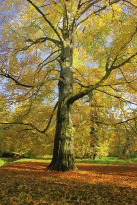 Autumn Leaf Color Drucke: Beech, beech