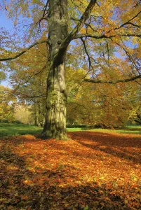 Foliage Colouring Drucke: Beech, beech