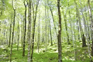 Travel Photography Woods Drucke: Beech forest