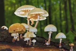 Porcelain Fungus Species Drucke: Beech ringworm on dead beech trunk