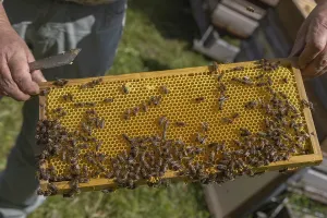 Natural Environment Protection Drucke: Beekeeper (beekeeper) checking the comb