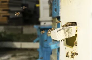Ecofriendly Agriculture Drucke: Bees entering the hive. White beehive
