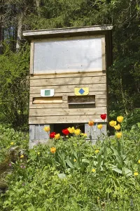 Bee Breeding Environment Drucke: Bees at work
