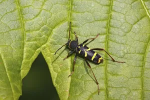 Insect Nature Photography Drucke: Beetle sitting on a maple leaf