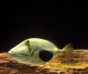 Ray Finned Fish Photography Drucke: Belly Triggerfish, Belly Triggerfish