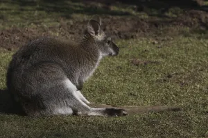 Marsupial Mammal Images Drucke: Bennett kangaroo