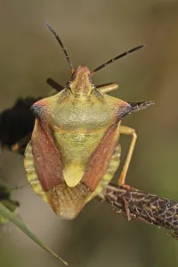 Hairy Shieldbug Drucke: Berry bug