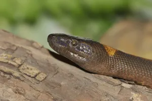 Bismarck's ring python or bismarck ringed python (Bothrochilus boa) lambent