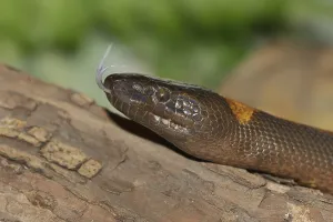 Captive Snake Photography Drucke: Bismarck's ring python or bismarck ringed python (Bothrochilus boa) lambent