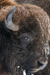 European Wildlife Portraits Drucke: Bison, Portrait, Volcanic Eifel