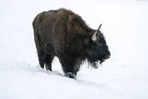 Bison In Winter Drucke: Bison in winter, with closed snow cover