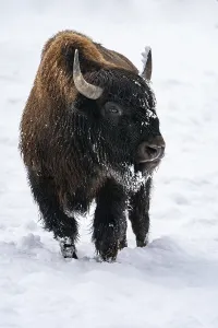 Bison In Winter Drucke: Bison in winter, with closed snow cover