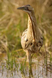 Bittern Bird Drucke: Bittern