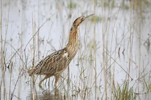 Bittern Bird Drucke: Bittern (Botaurus stellaris)
