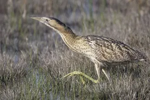 Deserted Wetlands Scene Drucke: Bittern (Botaurus stellaris)