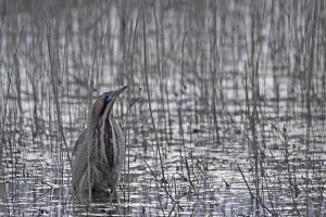 Bittern Bird Drucke: Bittern (Botaurus stellaris)