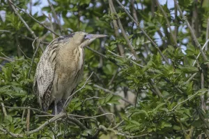 Bittern Bird Drucke: Bittern (Botaurus stellaris)