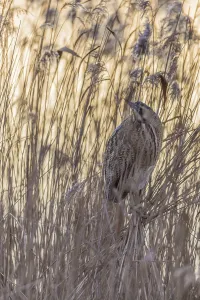 Bittern Bird Drucke: Bittern (Botaurus stellaris)