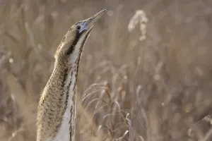 Bittern Bird Drucke: Bittern (Botaurus stellaris)