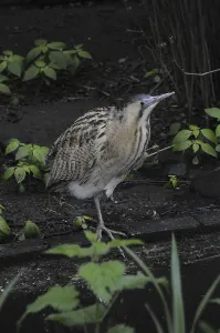 Waterfowl Wildlife Drucke: Bittern (Botaurus stellaris)