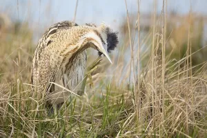 Waterfowl Wildlife Drucke: Bittern (Botaurus stellaris)