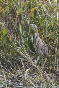 Bittern Bird Drucke: Bittern (Botaurus stellaris)