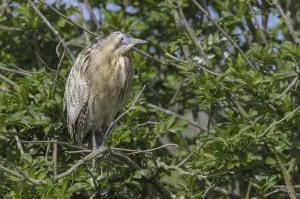 Bittern Bird Drucke: Bittern (Botaurus stellaris)