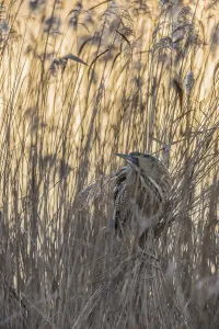 Bittern Bird Drucke: Bittern (Botaurus stellaris)