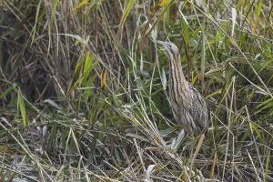 Bittern Bird Drucke: Bittern (Botaurus stellaris)