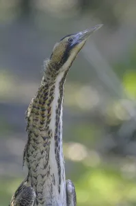Bittern Bird Drucke: Bittern (Botaurus stellaris)