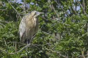 Bittern Bird Drucke: Bittern (Botaurus stellaris)