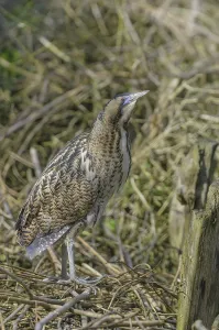Bittern Bird Drucke: Bittern (Botaurus stellaris)
