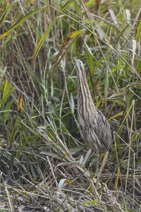 Bittern Bird Drucke: Bittern (Botaurus stellaris)