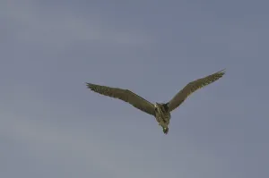 In Flight Bird Photography Tips Drucke: Bittern (Botaurus stellaris)