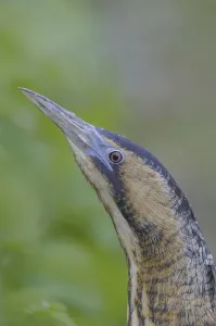 Bittern Bird Drucke: Bittern (Botaurus stellaris)