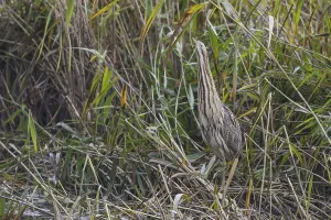 Bittern Bird Drucke: Bittern (Botaurus stellaris)