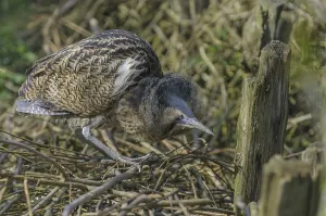 Bittern Bird Drucke: Bittern (Botaurus stellaris)