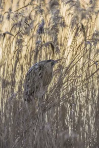 Atmospheric Wildlife Images Drucke: Bittern (Botaurus stellaris)